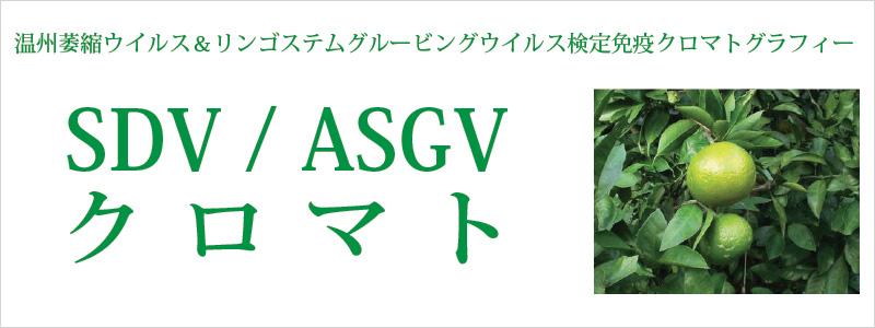 SDV / ASGVクロマト